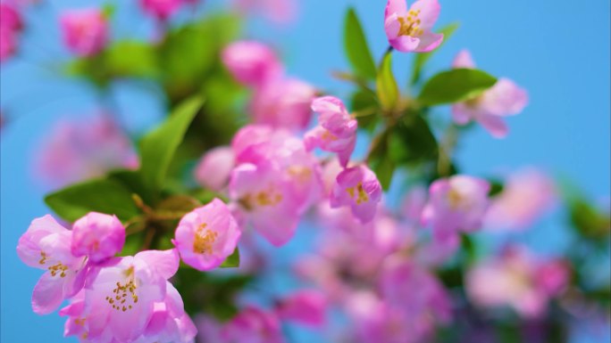 春天来了樱花花朵盛开开花延时摄影草木植被