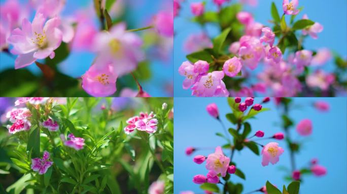 春天来了樱花花朵盛开开花延时摄影草木植被