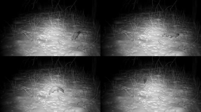 貂鼠在冬夜寻找食物
