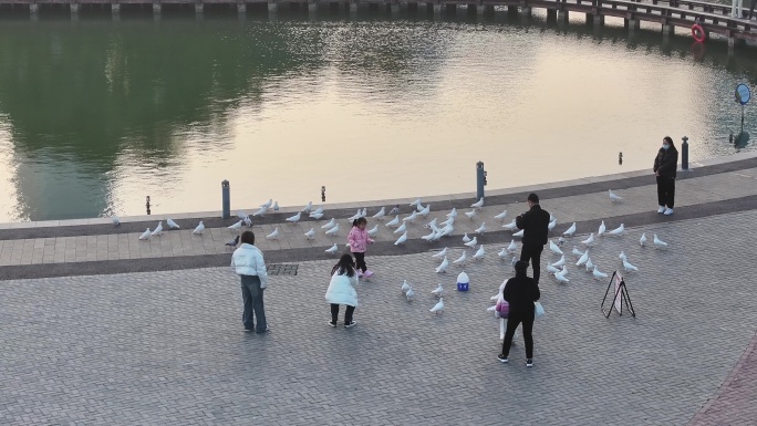 台州椒江市民广场白鸽航拍