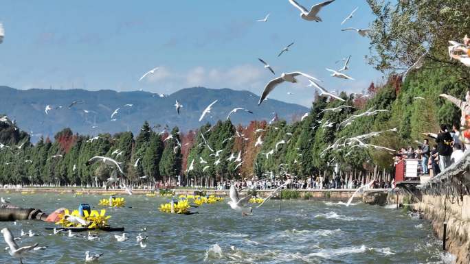 昆明海宏湿地海鸥