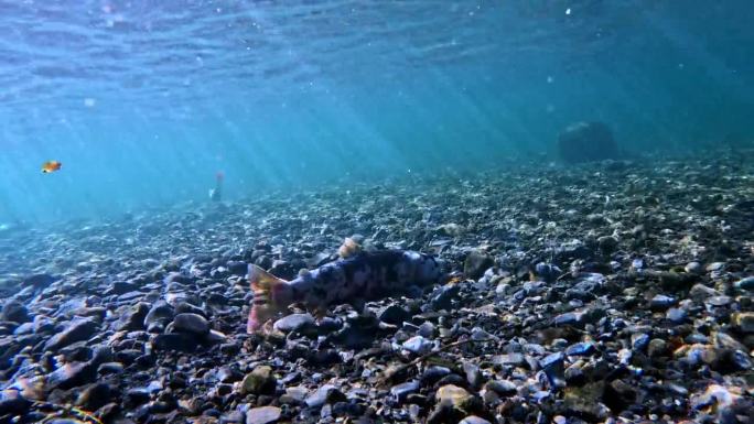 琵琶鳟鱼在产卵后接近生命的终点。水下视频拍摄于日本滋贺。自然光线