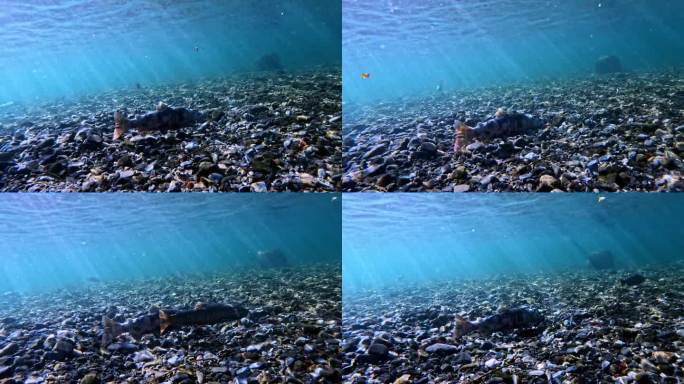 琵琶鳟鱼在产卵后接近生命的终点。水下视频拍摄于日本滋贺。自然光线