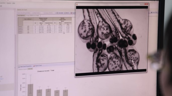 斑马鱼 斑马鱼鱼卵  行为学研究