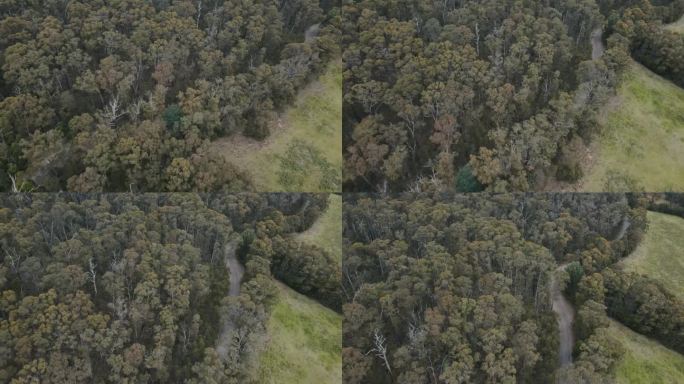 森林国家公园的无人机空中4K显示原生树木和道路之间的空地