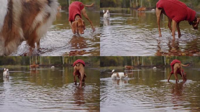 四只不同品种的狗走过水坑，象征着多样性中的统一。