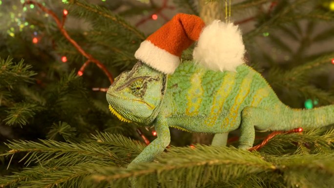 绿龙、变色龙戴着圣诞老人的帽子坐在圣诞树上，象征2024年