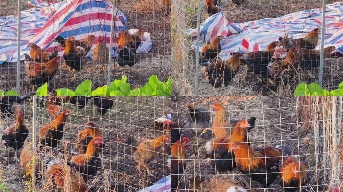 围栏里的鸡群