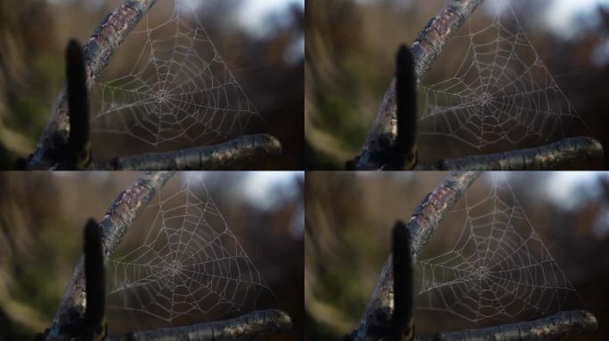 潮湿的蜘蛛网试图在森林景观中抵抗风，运动视图