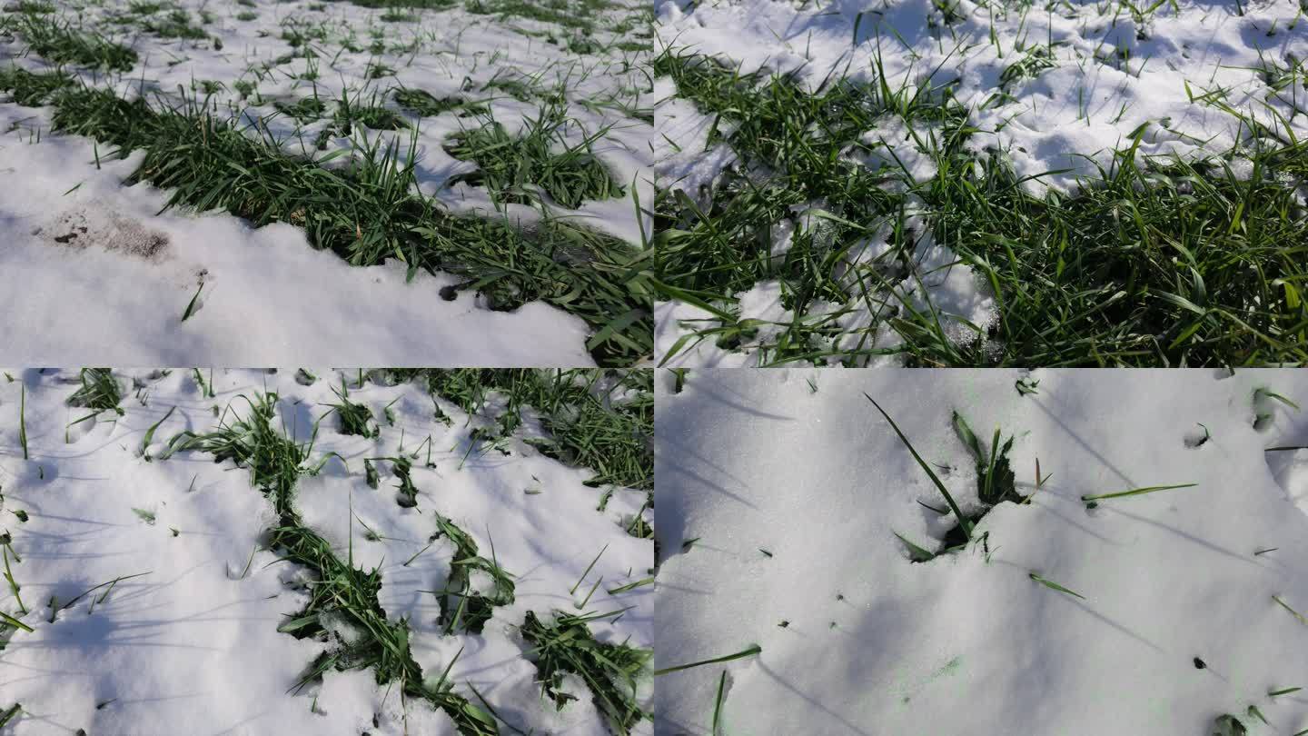 4k积雪覆盖冬小麦