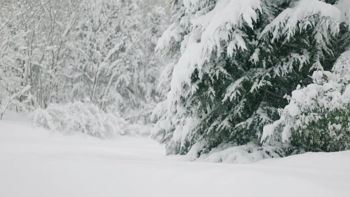 冬天下着大雪