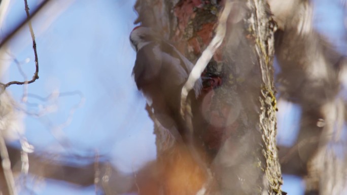 啄木鸟在树皮上击鼓的特写镜头，藏在树枝里，飞走了