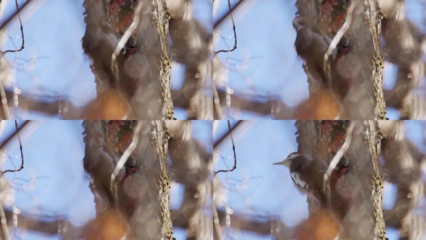 啄木鸟在树皮上击鼓的特写镜头，藏在树枝里，飞走了