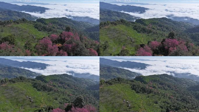 樱花入海、云海翻涌的延时风景