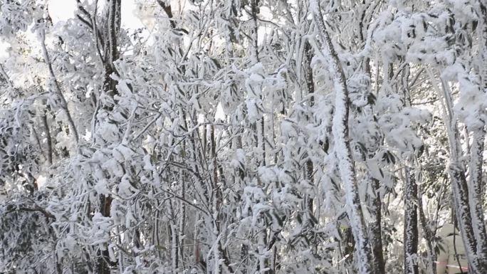 冬天 雾凇 雪景