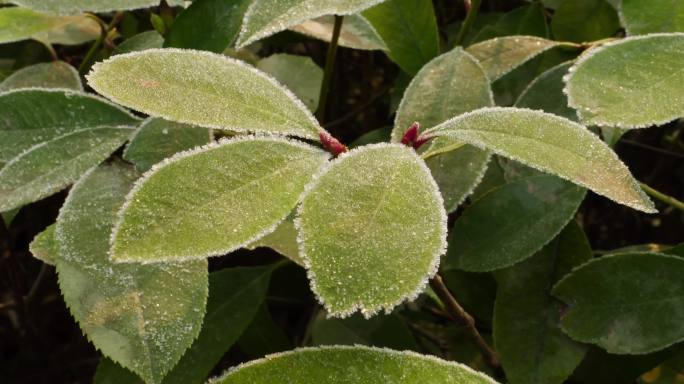 雪融化 霜融化 霜