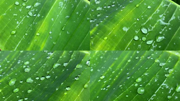 菲律宾热带地区，雨后大雨滴落在一片绿色的芭蕉叶上