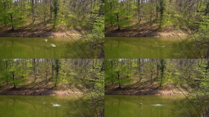 美丽的镜头绿头鸭飞到波波维卡湖，塞尔维亚，然后飞到树林里