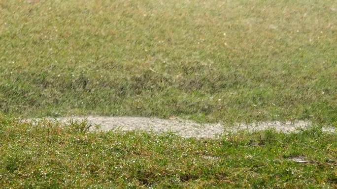 森林雨 草地雨 晨曦 浇灌