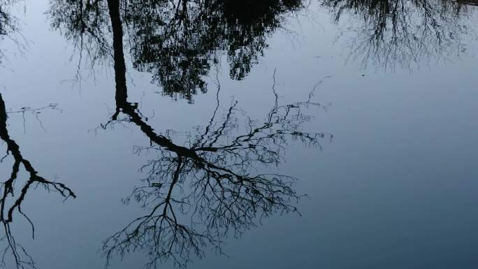 冬天河边没有叶子的枯树在水中的倒影