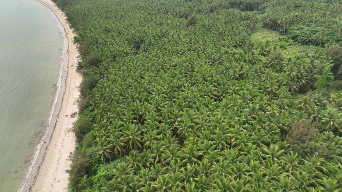 4k椰子林海边椰子树