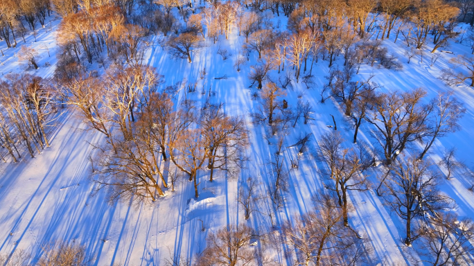 东北冬天吉林长白山雪景森林光影