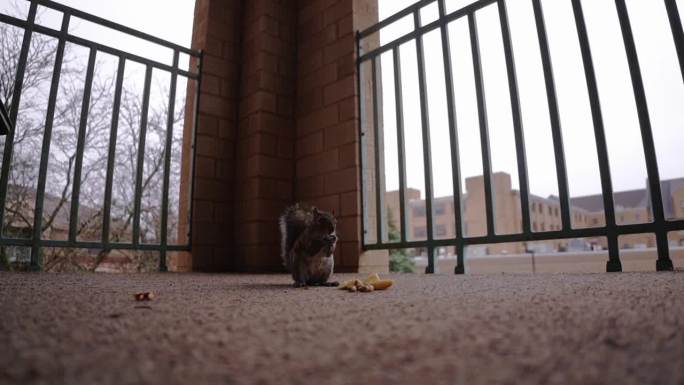 一只可爱的松鼠正在品尝坚果。见证大自然展现的可爱时刻，展示这个毛茸茸的坚果爱好者的快乐魅力。