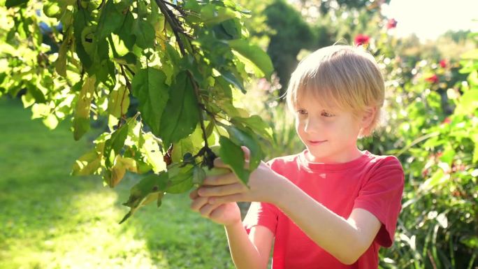 可爱的青春期前男孩在果园里摘苹果。小孩伸手去拿苹果并抓住它