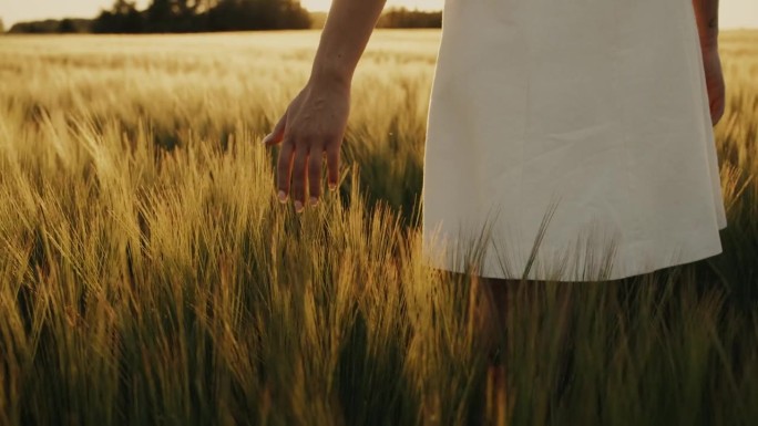 美丽的乌克兰年轻女子独自走在黄色的麦地上。