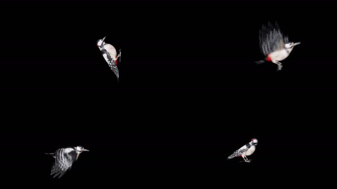 鸟类-啄木鸟-4K素材带通道