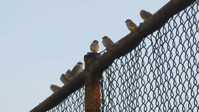 围栏上的麻雀电线上的麻雀