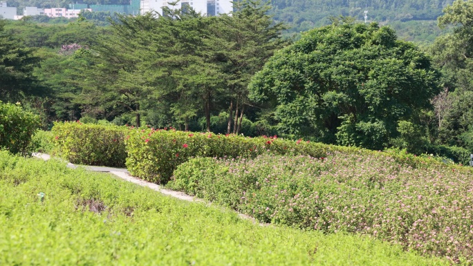 马缨丹、五色梅植物