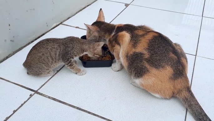 流浪猫和小猫在市场的地板上吃东西。喂一群野猫。