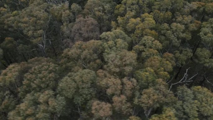 在澳大利亚的一个国家公园里，无人机在原生树木和动物林上空进行4K慢拍