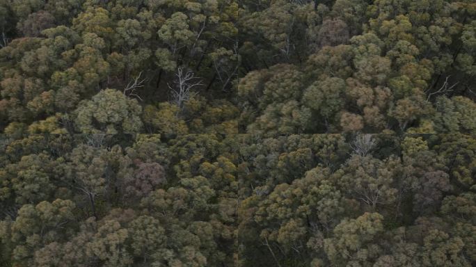 在澳大利亚的一个国家公园里，无人机在原生树木和动物林上空进行4K慢拍