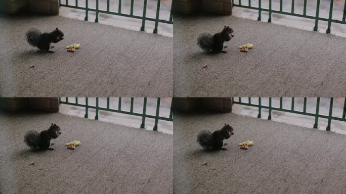 一只可爱的松鼠正在品尝坚果。见证大自然展现的可爱时刻，展示这个毛茸茸的坚果爱好者的快乐魅力。