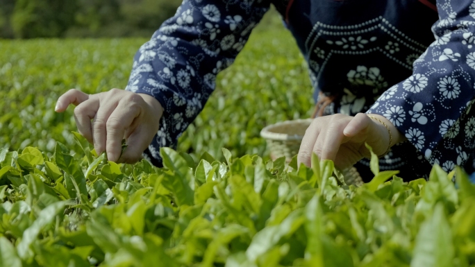 茶山上采茶女双手采茶