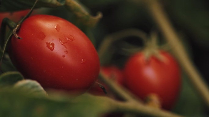 长在茎上的番茄特写