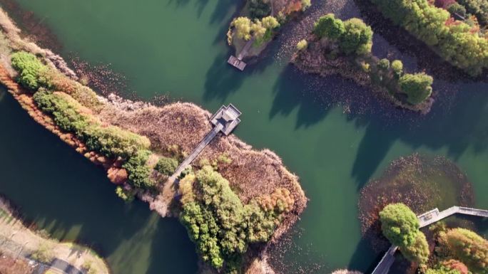 中国江苏苏州虎丘湿地公园美丽秋景的无人机视图。湖中的红木森林，4k实时画面，高视角。