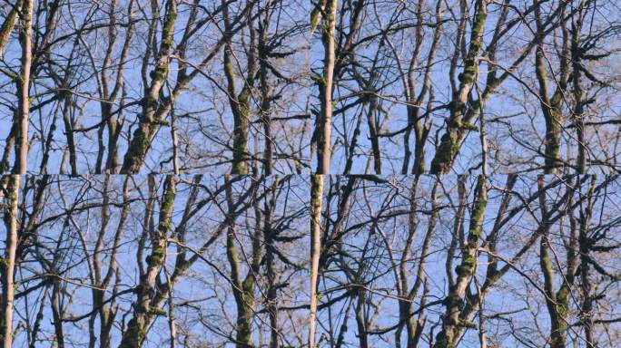 可爱的小鸟在蓝天的阳光下跳到长满青苔的树上。保护森林里的野生动物