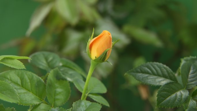 月季花开延时 玫瑰花开 开花延时花开开花