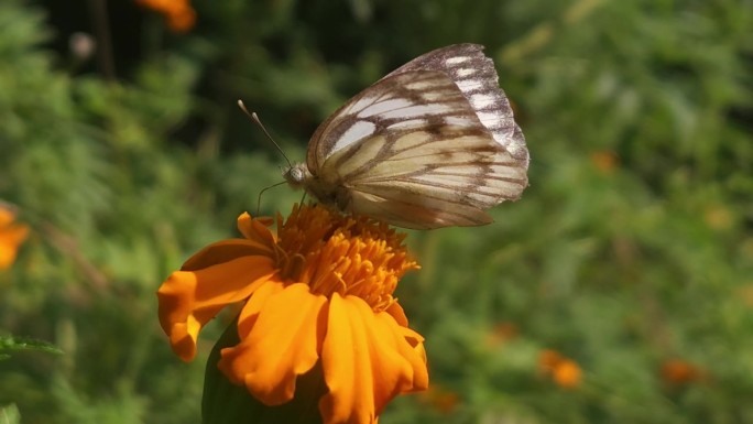 印度卷心菜白(Pieris canidia)蝴蝶交配。印度。