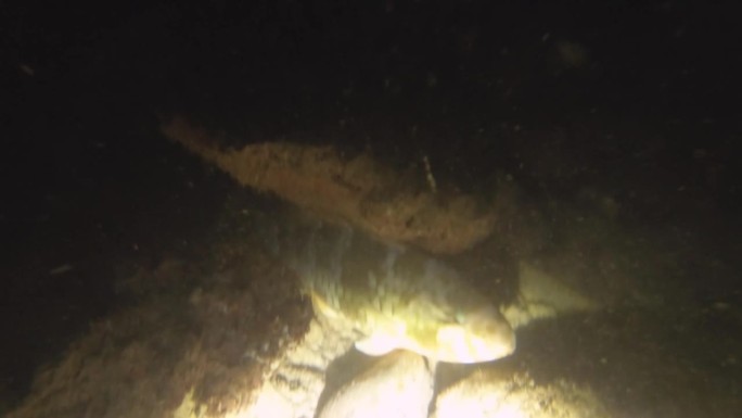 (红鲻鱼)鱼睡在低能见度的沙底与岩石珊瑚鱼泥在阿瓦纳通道的火炬闪光灯照亮