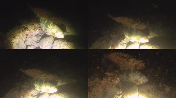 (红鲻鱼)鱼睡在低能见度的沙底与岩石珊瑚鱼泥在阿瓦纳通道的火炬闪光灯照亮