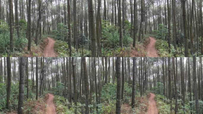 连绵不绝的单车道小路或山路上浓密的云杉林树木的4k视频片段。柔和的晨雾笼罩着美丽的松林。国际森林日，