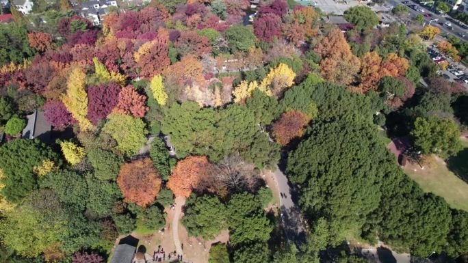 中国江苏苏州常熟美丽多彩的秋季森林公园高视角，红杉树、枫树和黄色银杏树，4k实时镜头无人机视图。