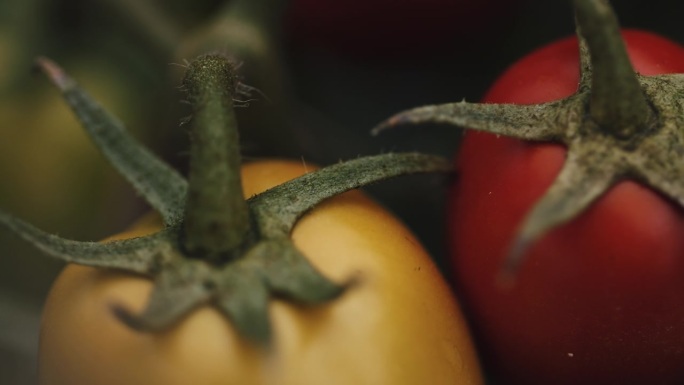 长在茎上的番茄特写