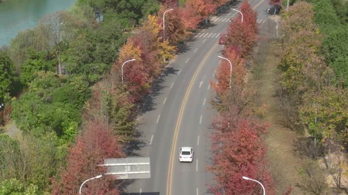 【21元】枫叶道路航拍