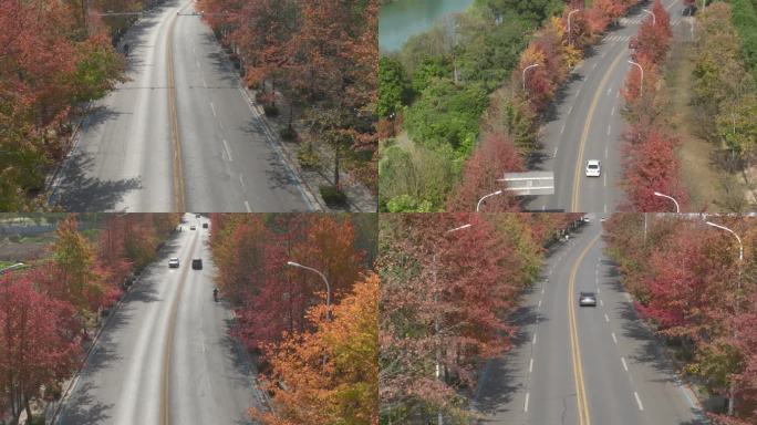 【21元】枫叶道路航拍