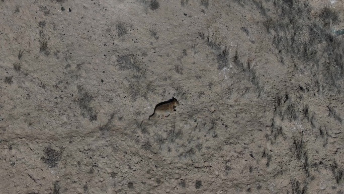 狼 野生动物 罗布泊